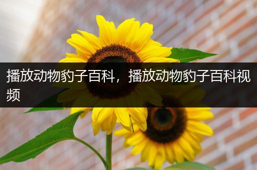 播放动物豹子百科，播放动物豹子百科视频