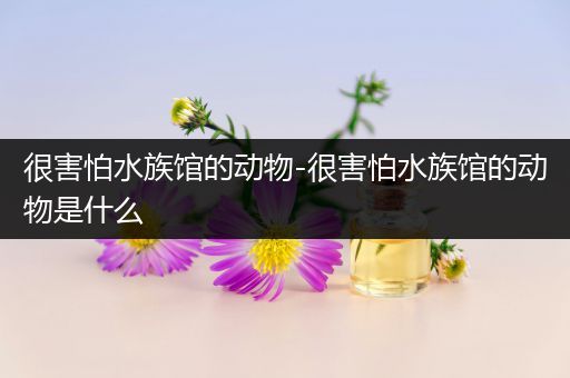 很害怕水族馆的动物-很害怕水族馆的动物是什么
