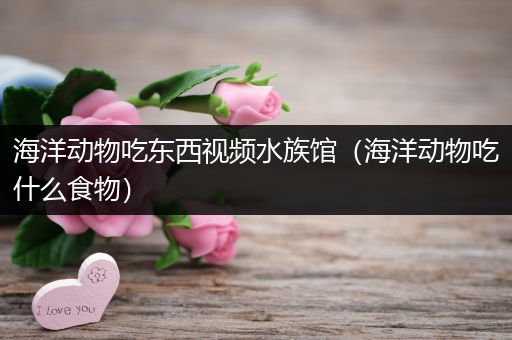 海洋动物吃东西视频水族馆（海洋动物吃什么食物）