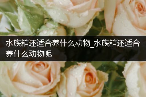水族箱还适合养什么动物_水族箱还适合养什么动物呢