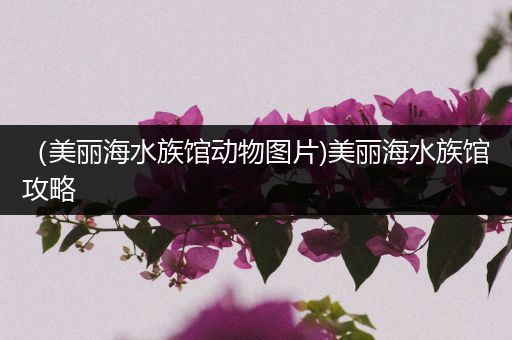 （美丽海水族馆动物图片)美丽海水族馆攻略