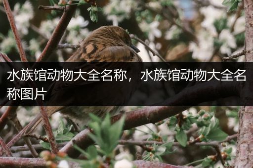 水族馆动物大全名称，水族馆动物大全名称图片