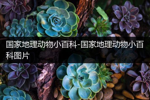 国家地理动物小百科-国家地理动物小百科图片