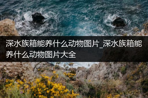 深水族箱能养什么动物图片_深水族箱能养什么动物图片大全
