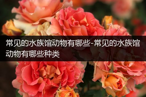 常见的水族馆动物有哪些-常见的水族馆动物有哪些种类