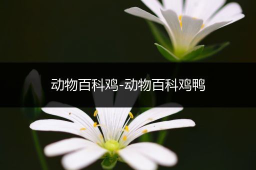 动物百科鸡-动物百科鸡鸭