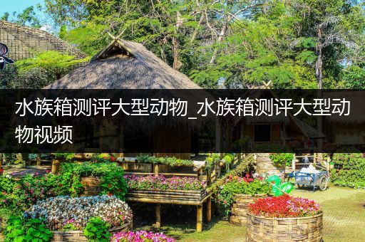 水族箱测评大型动物_水族箱测评大型动物视频