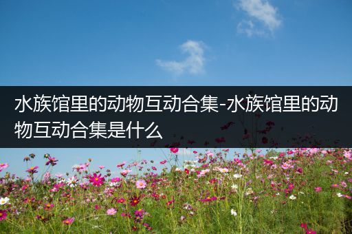 水族馆里的动物互动合集-水族馆里的动物互动合集是什么