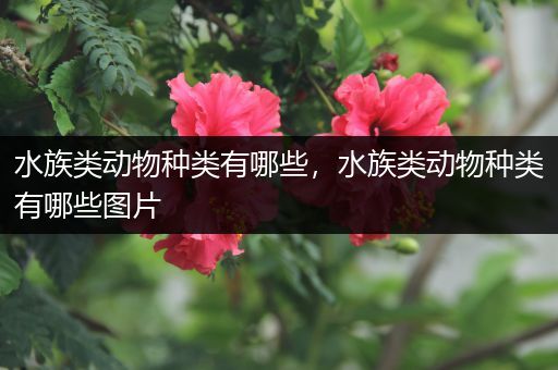 水族类动物种类有哪些，水族类动物种类有哪些图片