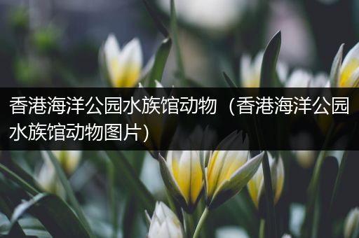 香港海洋公园水族馆动物（香港海洋公园水族馆动物图片）