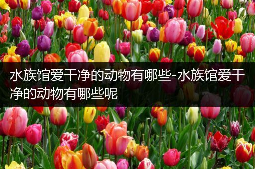 水族馆爱干净的动物有哪些-水族馆爱干净的动物有哪些呢