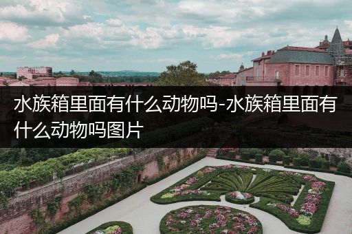 水族箱里面有什么动物吗-水族箱里面有什么动物吗图片