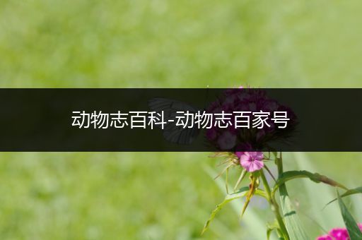 动物志百科-动物志百家号