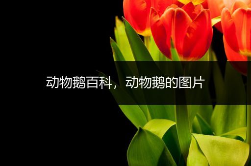 动物鹅百科，动物鹅的图片