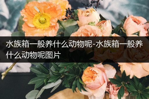 水族箱一般养什么动物呢-水族箱一般养什么动物呢图片