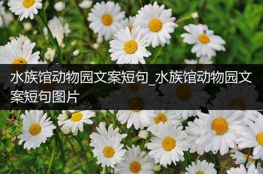 水族馆动物园文案短句_水族馆动物园文案短句图片