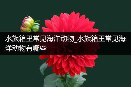 水族箱里常见海洋动物_水族箱里常见海洋动物有哪些