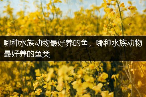 哪种水族动物最好养的鱼，哪种水族动物最好养的鱼类