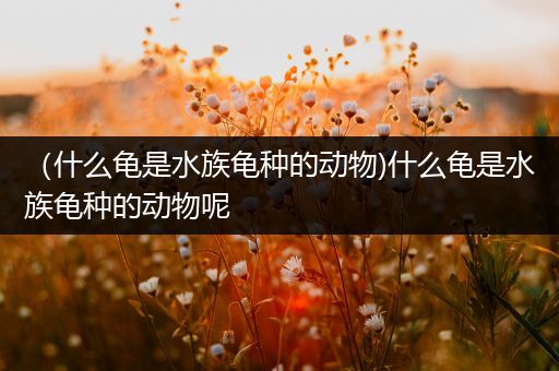 （什么龟是水族龟种的动物)什么龟是水族龟种的动物呢