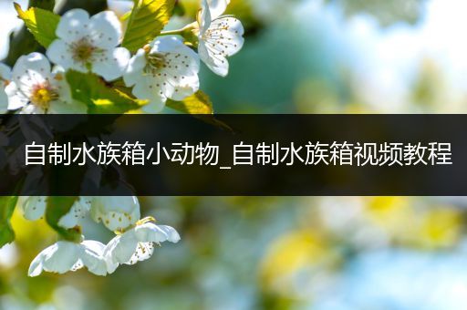 自制水族箱小动物_自制水族箱视频教程