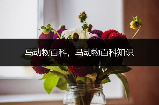 马动物百科，马动物百科知识