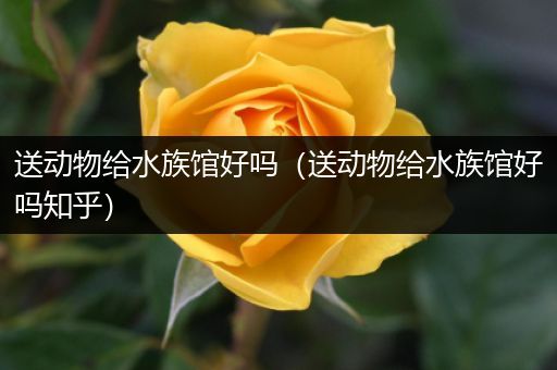 送动物给水族馆好吗（送动物给水族馆好吗知乎）