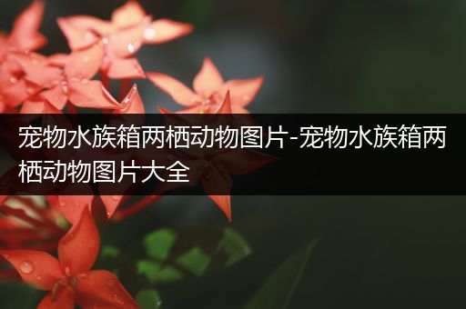 宠物水族箱两栖动物图片-宠物水族箱两栖动物图片大全