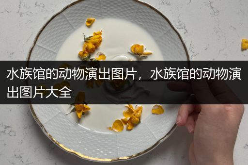水族馆的动物演出图片，水族馆的动物演出图片大全