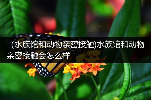 （水族馆和动物亲密接触)水族馆和动物亲密接触会怎么样