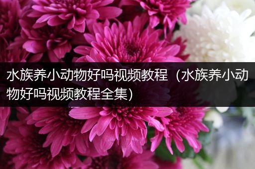 水族养小动物好吗视频教程（水族养小动物好吗视频教程全集）