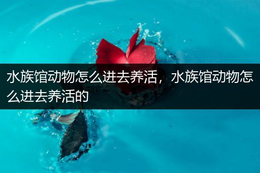水族馆动物怎么进去养活，水族馆动物怎么进去养活的