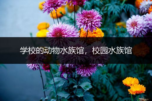 学校的动物水族馆，校园水族馆