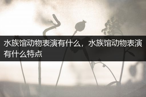 水族馆动物表演有什么，水族馆动物表演有什么特点