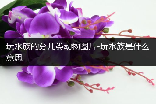 玩水族的分几类动物图片-玩水族是什么意思