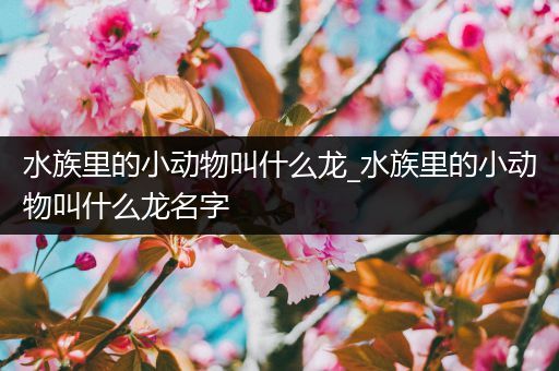水族里的小动物叫什么龙_水族里的小动物叫什么龙名字