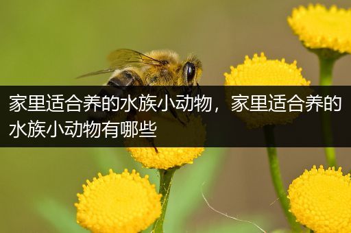 家里适合养的水族小动物，家里适合养的水族小动物有哪些