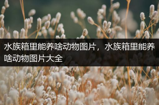 水族箱里能养啥动物图片，水族箱里能养啥动物图片大全