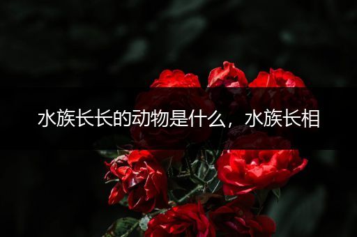 水族长长的动物是什么，水族长相