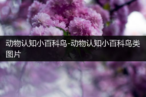 动物认知小百科鸟-动物认知小百科鸟类图片