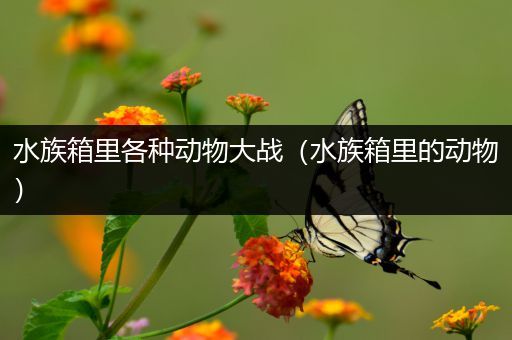 水族箱里各种动物大战（水族箱里的动物）