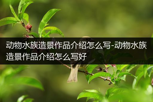 动物水族造景作品介绍怎么写-动物水族造景作品介绍怎么写好