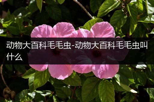 动物大百科毛毛虫-动物大百科毛毛虫叫什么