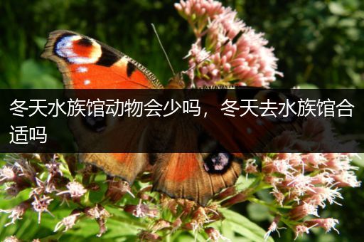冬天水族馆动物会少吗，冬天去水族馆合适吗
