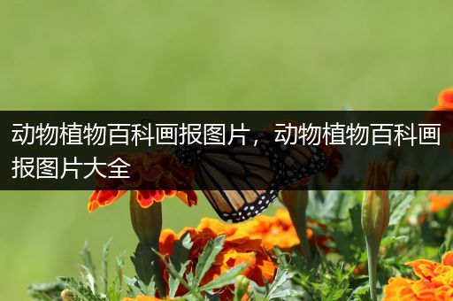 动物植物百科画报图片，动物植物百科画报图片大全