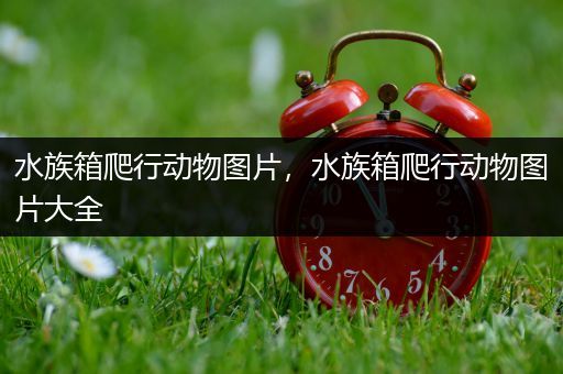水族箱爬行动物图片，水族箱爬行动物图片大全