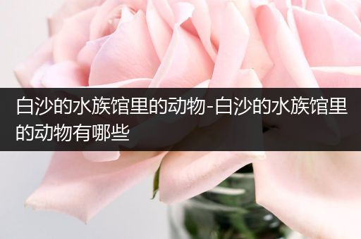 白沙的水族馆里的动物-白沙的水族馆里的动物有哪些