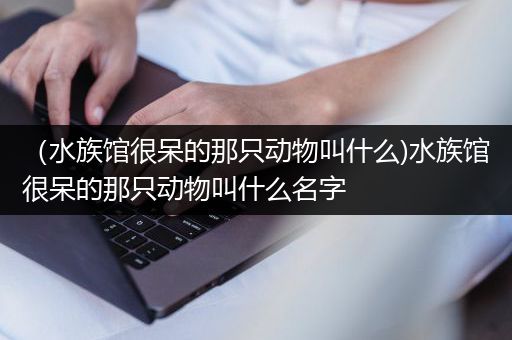 （水族馆很呆的那只动物叫什么)水族馆很呆的那只动物叫什么名字