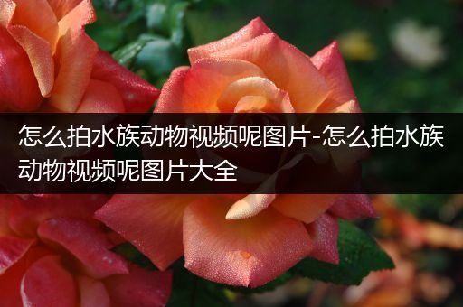 怎么拍水族动物视频呢图片-怎么拍水族动物视频呢图片大全