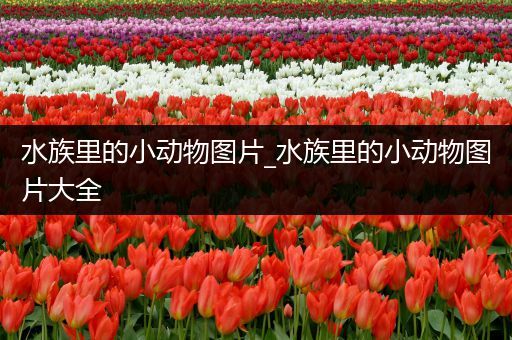 水族里的小动物图片_水族里的小动物图片大全