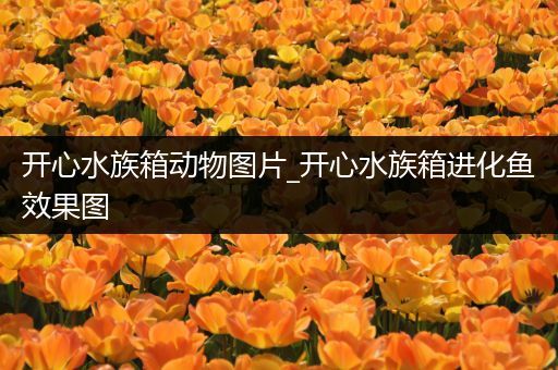 开心水族箱动物图片_开心水族箱进化鱼效果图